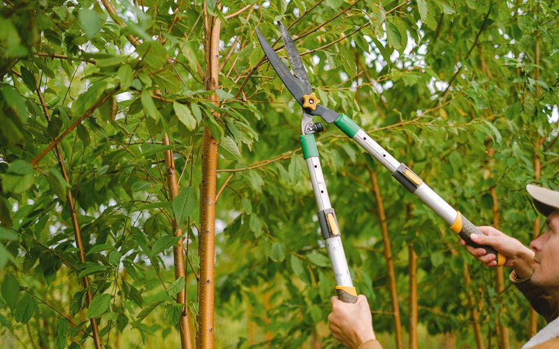 Tree trimming in Williston, ND